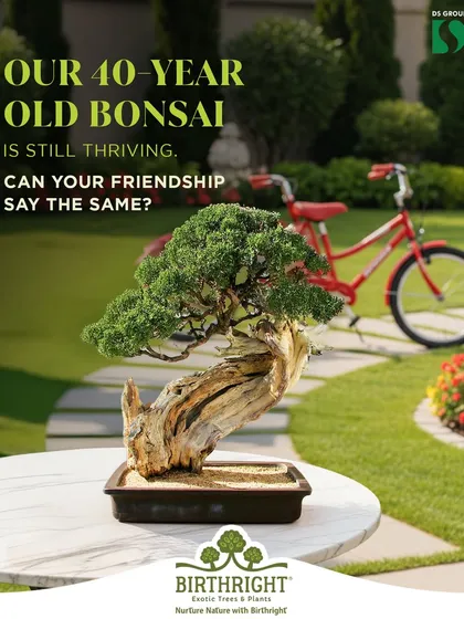 I source and nurture bonsai trees that have thrived for decades, just like the strongest friendships. This 40 year old bonsai is a testament to patience and resilience, making it a profound gift for a bond that has stood the test of time.