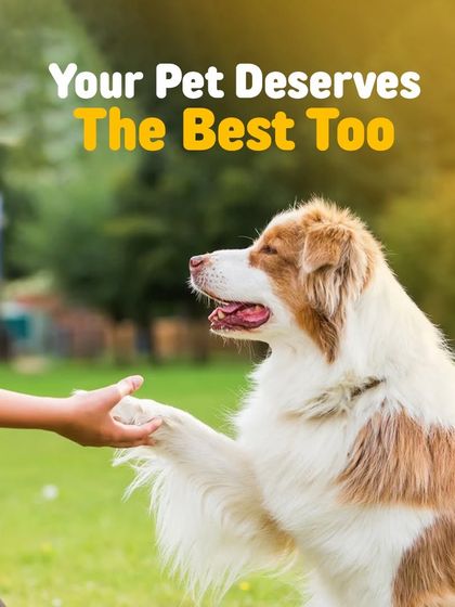 Oh My Pet - At-home Pet Grooming Grooming 101: Our Services & Benefits photo 13