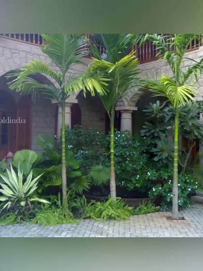 In this stone courtyard, we planted foxtail palms and other tropical plants in a central bed. The verticality of the palms contrasts beautifully with the horizontal lines of the arched colonnade.