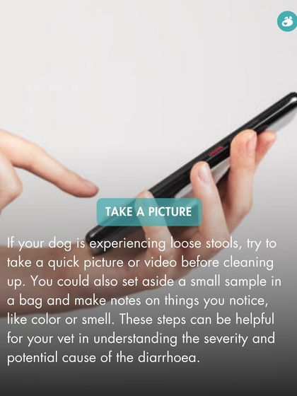 The Pack - Pet Parent Education & Workshops Your Dog's Health & Wellness photo 31