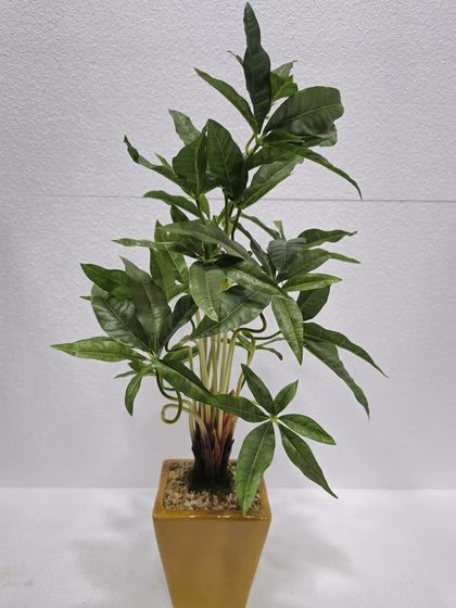 Desktop Plants & Bonsai photo 17