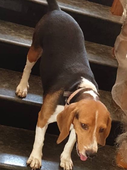 The Urban Dawg - In-Home Dog Boarding Pack Life: Play & Socialization photo 39