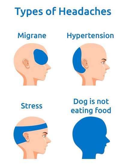 There are many types of headaches, but nothing compares to the full-body stress a pet parent feels when their dog is not eating their food. It's a universal pain.