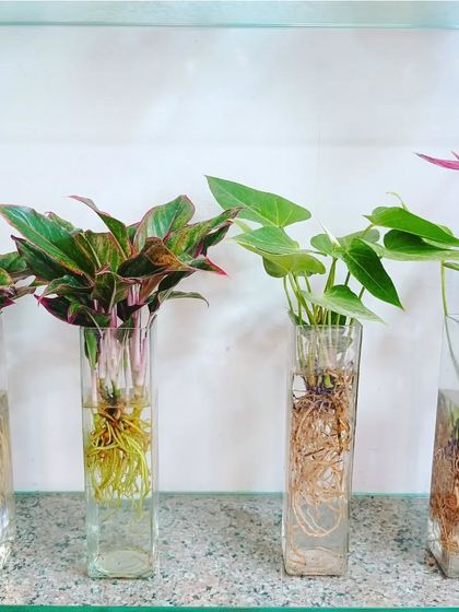 Hydroponic & Water-Based Plants photo 16