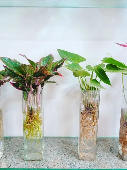 A set of four hydroponic plants in matching square glass vases. This kind of uniform arrangement is great for office desks or reception areas.