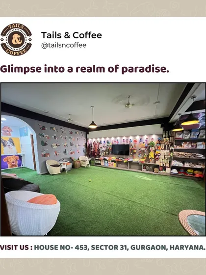 A glimpse into our pet paradise. The spacious indoor play area with artificial turf, modern seating, and walls lined with toys and supplies is designed for the ultimate comfort and fun for every pet.