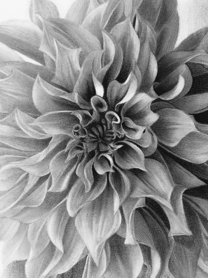 A full close-up of the dahlia's center, where every petal is uniquely shaped and shaded.