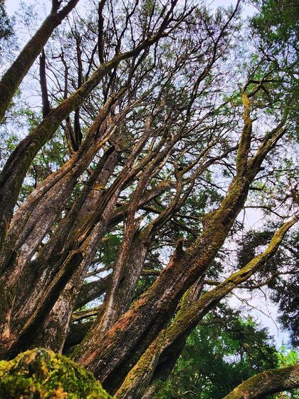 The ancient, moss-covered branches of trees in the Cairn Hill Reserve Forest.