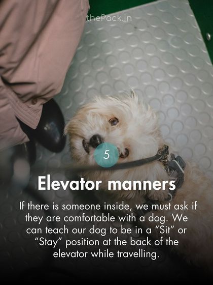 The Pack - Online Pet Parent Community A Voice for Every Dog photo 38