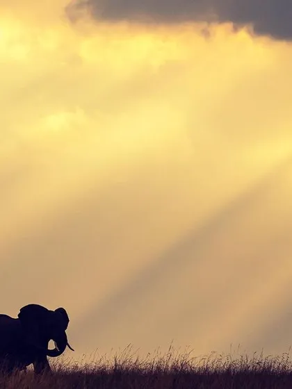 An African elephant silhouetted against dramatic sunbeams breaking through the clouds in the Masai Mara. This image, titled 'Solitude', aims to capture a feeling of hope and majesty, perfect for a fine art wall print.