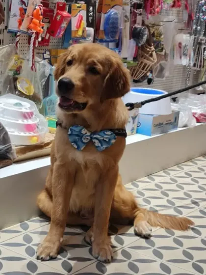 A simple accessory can make all the difference. This handsome Golden Retriever is modeling one of our stylish bow ties, perfect for adding a touch of class to any occasion.
