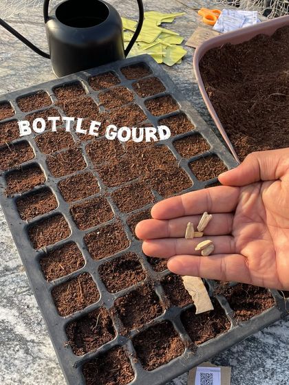 These are bottle gourd, or ghiya, seeds. I start them in seedling trays before moving them to a larger container, as they are vining plants that need space to climb.