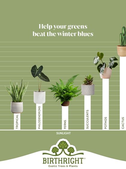 Help your greens beat the winter blues. I provide easy-to-follow guides on adjusting watering schedules and sunlight exposure for different plant types like succulents and tropicals during colder months.