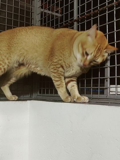 Sammy's Nest - Home Boarding for Small Pets Happy Cats: Our Boarding Guests photo 35