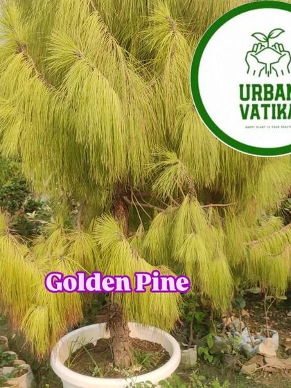 The Golden Pine has beautiful yellowish-green needles that glow in the sunlight.