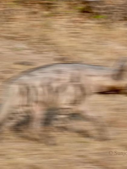 Mammals of the Indian Wilds photo 7