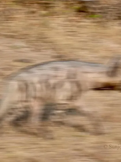 A Striped Hyena on the run. These powerful scavengers are a crucial part of the ecosystem, and capturing their movement tells a story of their role in the wild.