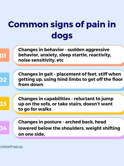 This infographic summarizes the most common signs of pain, including changes in behavior, gait, capabilities, and posture. Being aware of these can help you advocate for your dog.