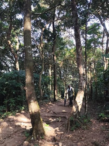 A trekker walking through the serene forest path on the Somavarapete side of the Kumara Parvatha trail.