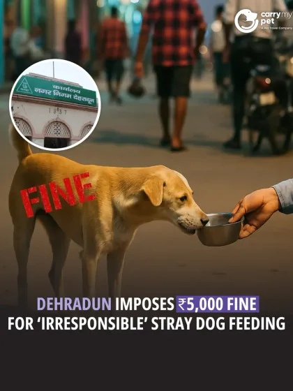 CarryMyPet - Pet Travel & Parenting Consultation Animal Welfare & Advocacy photo 9