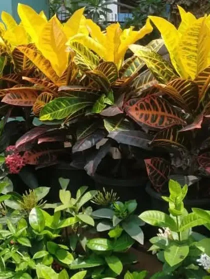 A vibrant display of Croton Petra plants at our garden centre. Known for their colorful foliage, crotons are perfect for adding a burst of yellow, red, and green to sunny spots in your garden or balcony.