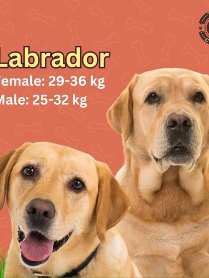 Ideal weight range for a Labrador. According to breed standards, a female should be between 29-36 kg, and a male should be between 25-32 kg.