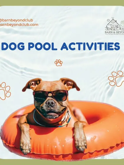 Beat the heat with our super fun dog pool activities. It's the coolest place for your pup to splash, play, and chill out on a hot day.