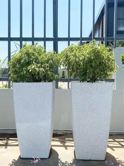 These large, stone-finish planters are ideal for modern outdoor spaces like terraces and balconies. This image shows how the combination of round and square pots with lush greenery creates a clean, sophisticated look.