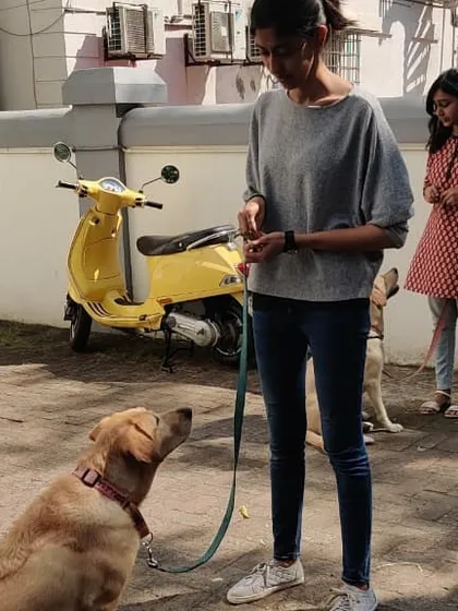 Observing a training session with a Labrador. Every dog learns differently, and my approach is always tailored to the individual.