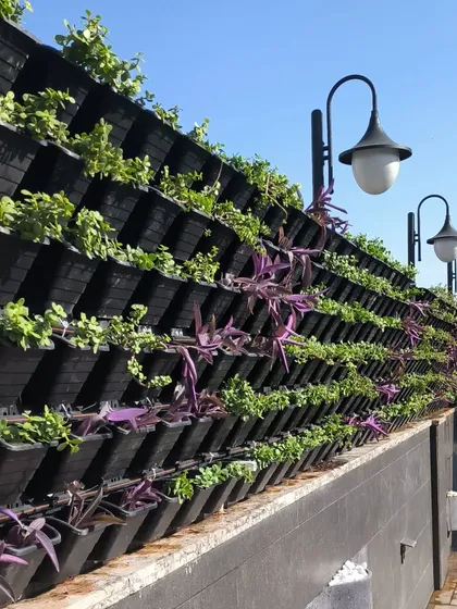 This outdoor living wall shows the modular planter system I use. It's designed for efficient watering and allows for creative patterns using different types of plants, like these purple ones.