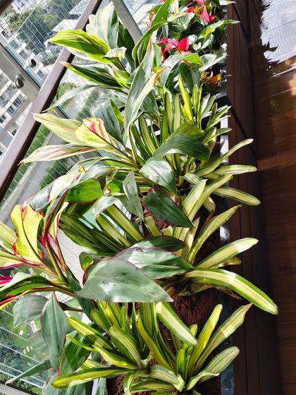 A close-up view of the lush foliage in a balcony planter. The mix of variegated leaves creates a full, textured look, proving that small spaces can support rich and complex plantings.