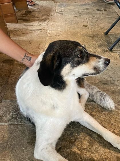 Our resident doggo getting some well-deserved affection. Our pets are an integral part of the warm and welcoming atmosphere at the retreat.