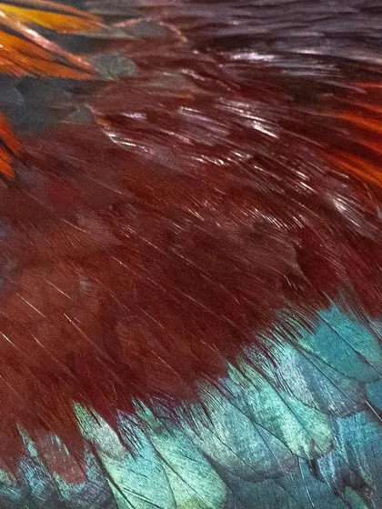 The fiery plumage of a Red Junglefowl, or wild chicken, in Singapore. The close-up reveals a stunning array of colors, from iridescent teal and rich maroon to bright orange, that are often overlooked.