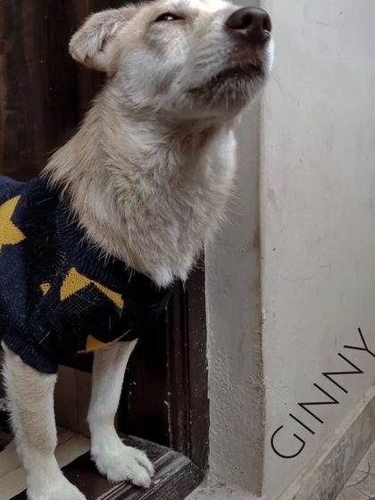 Aditi - In-Home Pet Sitting Meet the Whole Gang photo 13