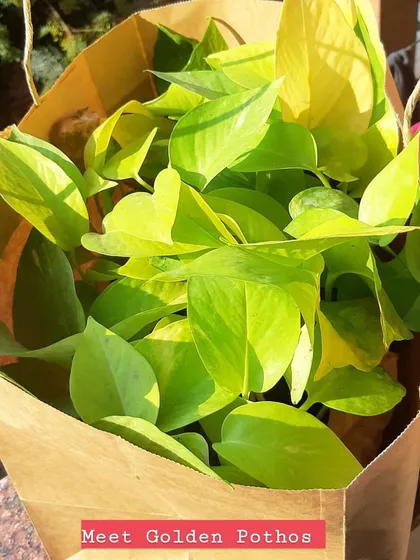Meet the Golden Pothos, one of the most popular and easy-to-care-for houseplants. Its vibrant, heart-shaped leaves and forgiving nature make it a perfect choice for anyone looking to start their green journey.