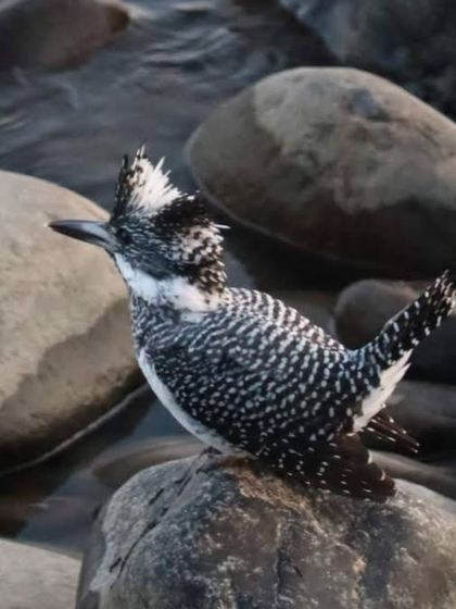 The Crested Kingfisher, the largest of its kind in India, is a master of the Himalayan streams. This individual is seen perched on a river rock, its striking black-and-white crest on full display.