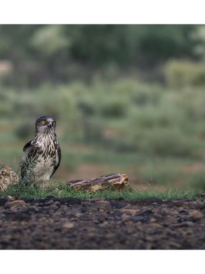 Another angle of the Short-toed Snake Eagle, looking up as if spotting something in the sky.