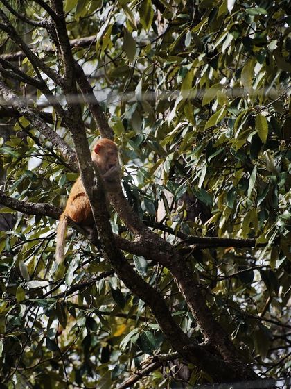 Manya Upadhyay - Travel & Documentary Photography Wildlife Encounters photo 55
