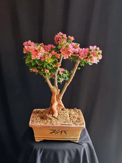 This twin-trunk style Bougainvillea offers a unique and balanced composition. The delicate pink blooms are distributed beautifully across both branches, creating a harmonious display.