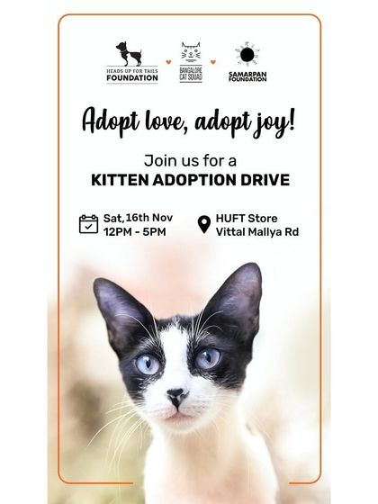 Adopt love, adopt joy! This poster for our adoption drive at the HUFT Store on Vittal Mallya Road features a stunning black and white kitten with beautiful blue eyes, ready to capture hearts.