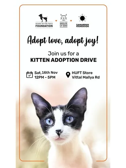 Join our Kitten Adoption Drive at the HUFT Store on Vittal Mallya Road. Adopt love, adopt joy, and meet our lineup of furballs ready to charm their way into your life.