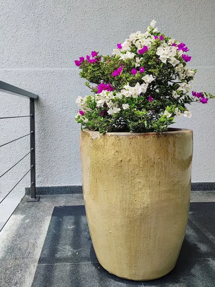A beautiful multi-color bougainvillea in a rustic ceramic pot, perfect for adding a pop of color to a balcony or entryway. I help select the right flowering plants and pots to match your home's exterior design.