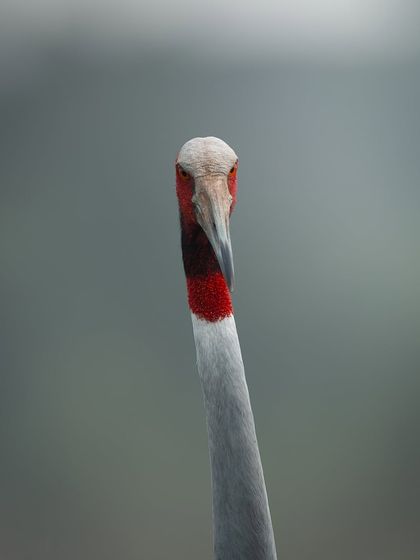 A direct, head-on portrait of a Sarus Crane. The intense stare and the details of its red, textured head make for a powerful and engaging image.