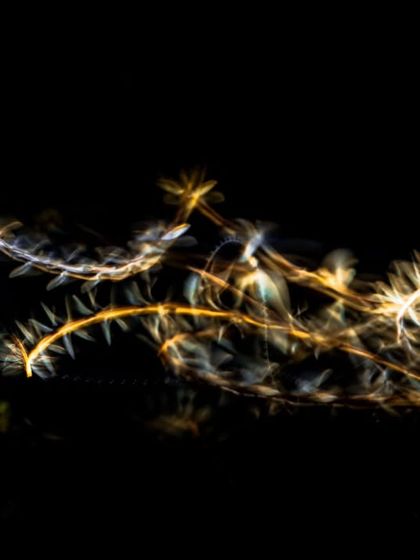 A long exposure shot capturing the light trails of fireflies, creating an abstract, magical image that represents the nocturnal life we explore.