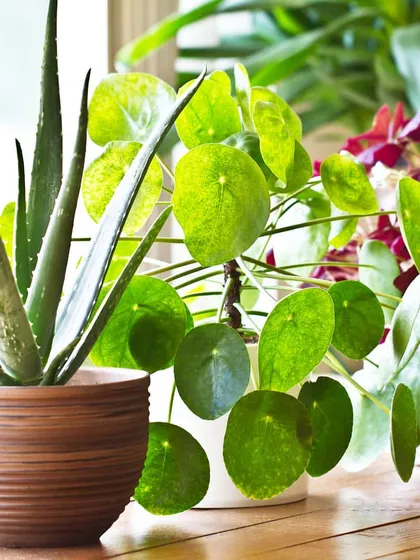 We help you select the perfect indoor plants for your home. This collection, featuring Aloe, a Pilea (Chinese Money Plant), and Oxalis, shows how different shapes, colors, and textures can be combined to create a vibrant indoor garden.