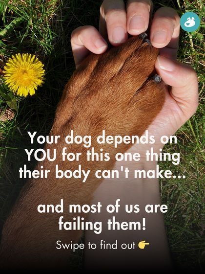 The Pack - Pet Parent Education & Workshops The Healthy Bowl: Canine Nutrition & Recipes photo 20