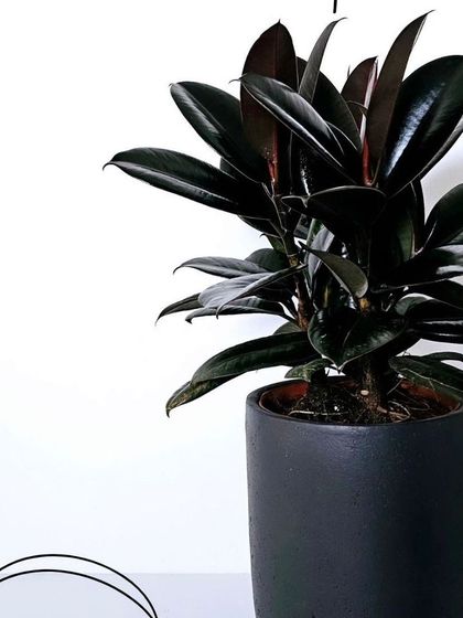 The Ficus Burgundy, or Black Prince, offers a dramatic touch with its dark, almost black leaves. It's a sophisticated choice, shown here in a simple black pot that enhances its deep color.