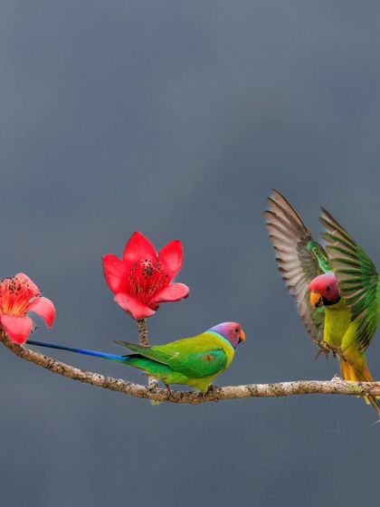 Two male Plum-headed Parakeets in an intense territorial dispute. The bird on the right is intimidating its rival to back off from the prized flowering branch.