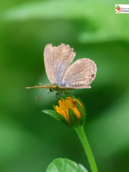 A healthy ecosystem is full of life. This beautiful butterfly, seen during one of our nature walks, is a sign that our chemical-free conservation efforts are working. When we protect the trees, we protect all the creatures that depend on them.