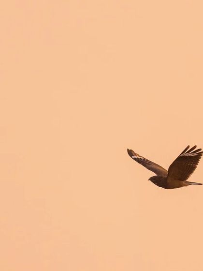 A Savannah Nightjar in flight at sunset, a rare daytime sighting of this nocturnal bird while we were observing a leopard.